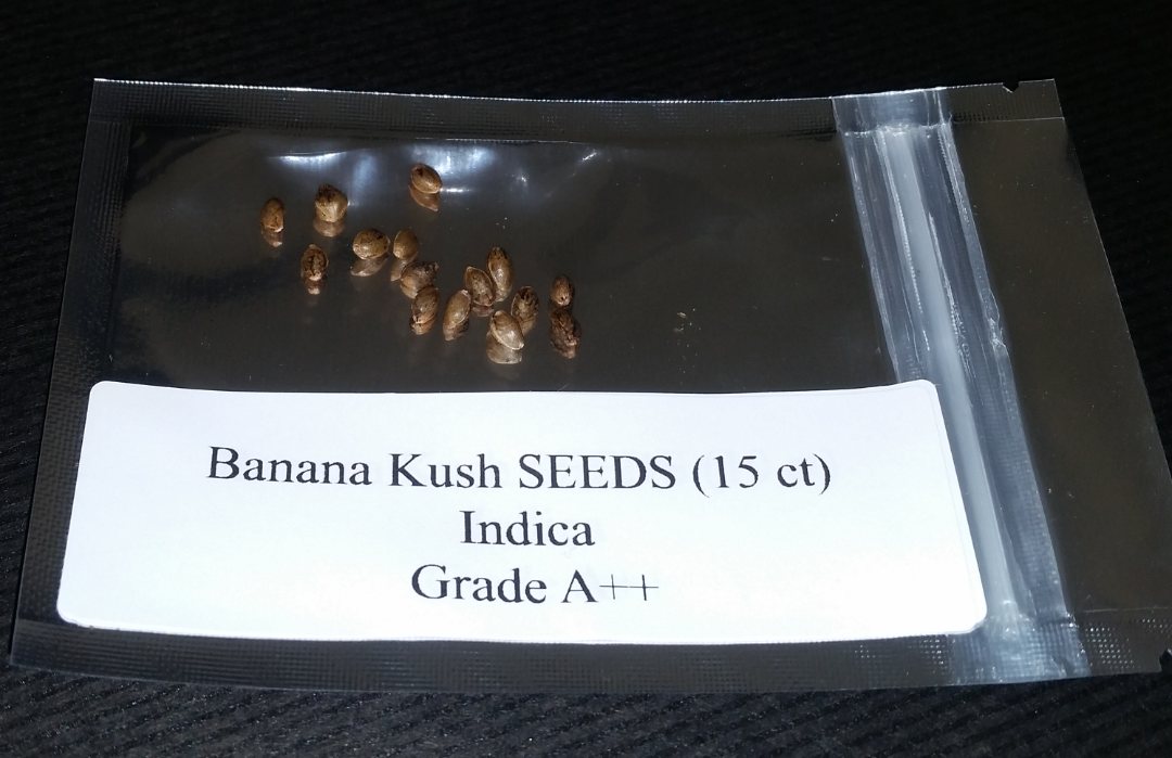 Banana OG Kush (Indica) Seeds (15 count)
