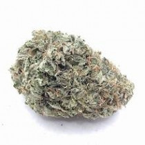 Casino Kush (EXCLUSIVE) 3.5 Grams Indica THC 29.03% CBD .19% 