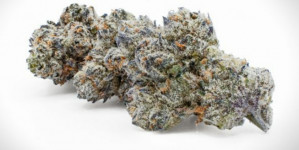 Junglato (EXCLUSIVE) 3.5 Grams Hybrid THC 27.19% CBD .25%