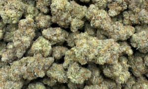 Sherbz (EXCLUSIVE) 3.5 Grams Sativa THC 27.05% CBD .57% 